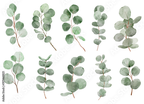Eucalyptus leaves collection in soft watercolor style. Fresh botanical elements look trendy and clean and perfect for modern design projects.