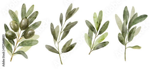Watercolor olive branches set with natural green tones. Botanical elements feel organic and versatile and ideal for branding or packaging.