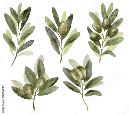Olive branches watercolor set with realistic textures. Natural elements feel warm and organic and suitable for packaging or branding design.