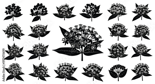 Collection of detailed botanical illustrations of various flowering plant inflorescences and leaves in black and white