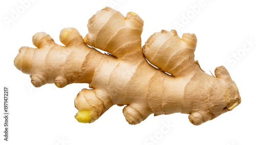 Raw ginger root with textured skin, isolated on transparent background