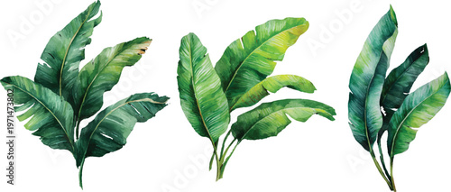 green leaves isolated on white background