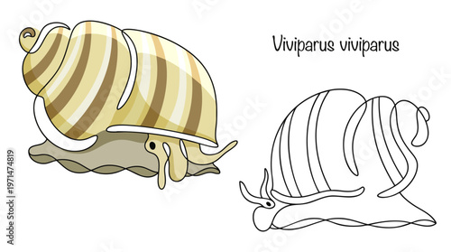 Viviparus viviparus