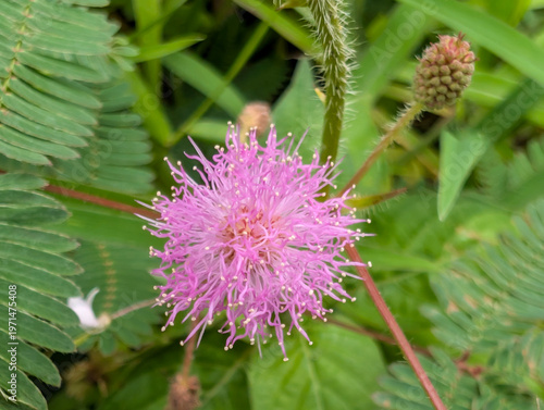 Obraz na plátně Delicate Pink Blossoms of Mimosa Pudica, the Sensitive Plant, Displaying its Uni