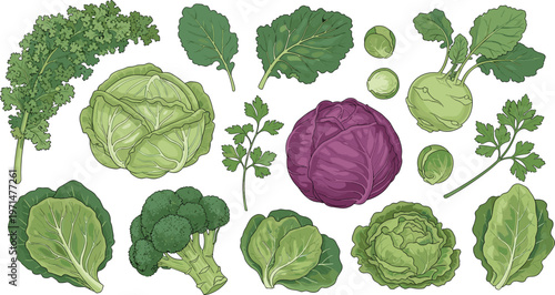 Leafy Green Vegetable Icon Set Featuring Kale, Cabbage, Broccoli, Lettuce, Parsley, and Brussels Sprouts for Healthy Food and Organic Farming Design