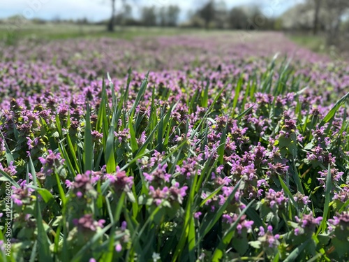 Field of purple flowers green summer spring bloom blossom