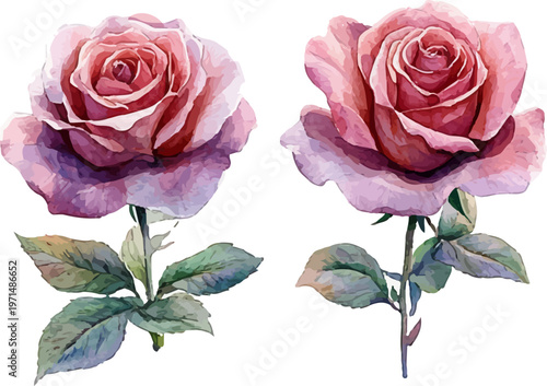 set of roses isolated on white