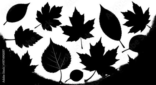 Leaves black silhouette set with various shapes and textures on white background featuring leaf, collection, autumn with fall and foliage elements