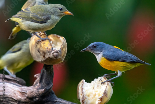 Fotografija Orange-bellied Flowerpeckers are eating bananas placed on the trunk of a bear tr