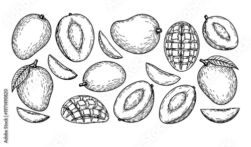 Mango fruit sketch collection hand drawn tropical slices halves vector isolated on white