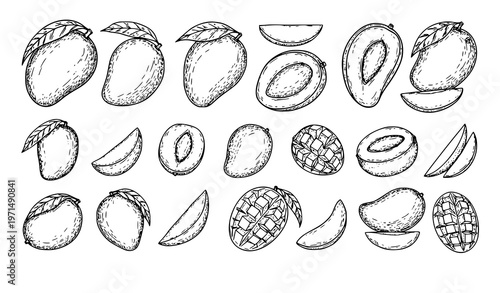 Minimal mango sketch icon set tropical fruit slices halves vector isolated on white background