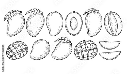 Hand drawn mango set whole sliced halves fruit sketch vector illustration isolated on white background