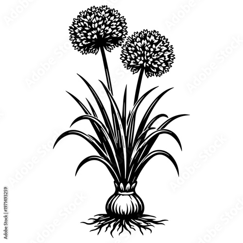 Allium plant with two round fluffy flower heads, long narrow leaves, bulb and roots, elegant botanical composition. Perfect for garden posters, spring designs, floral prints, stickers.