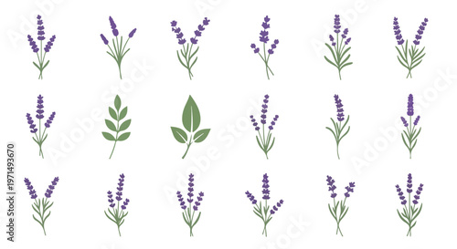 Collection of delicate lavender sprigs and green leaves in a flat design style, isolated on white background