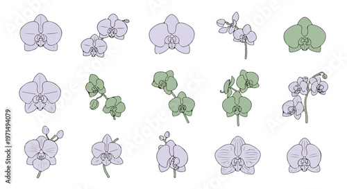 Collection of delicate orchid flowers and blooming branches in various stages of growth and color