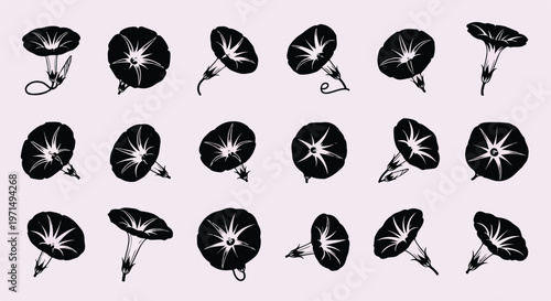 Collection of delicate morning glory flower silhouettes in various poses and angles on a soft pink background