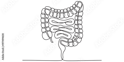A continuous single line drawing of the human digestive system showing large and small intestine Vector, illustration