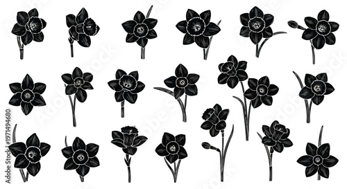 Collection of detailed black and white silhouette illustrations of various daffodils and narcissus flowers on a white