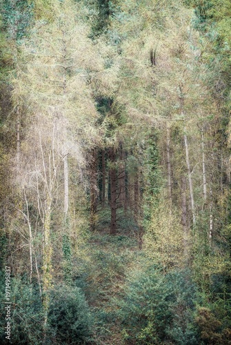 ashclyst forest devon england uk near Killerton 