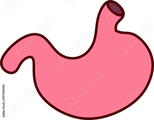 Human Stomach Anatomy