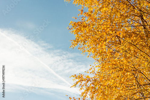 Golden birch leaves against blue sky