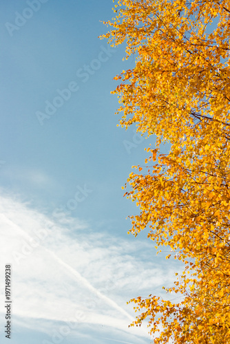 Golden birch leaves against blue sky