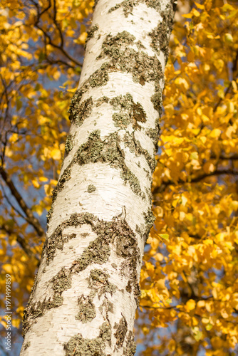 Birch tree trunk with textured bark and golden autumn leaves