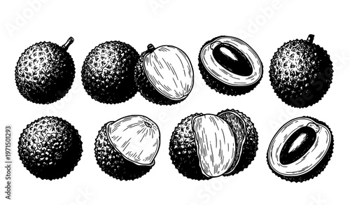 Lychee fruit sketch collection hand drawn peeled whole and half tropical vector isolated on white