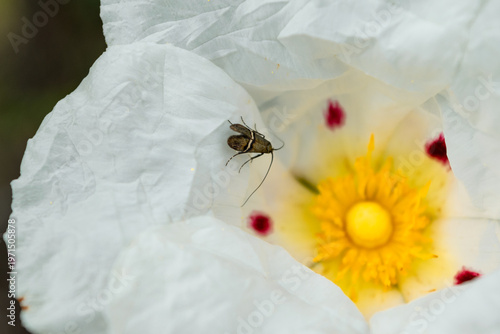 Foto insect nemophora degeerella on a wild rockrose petal.