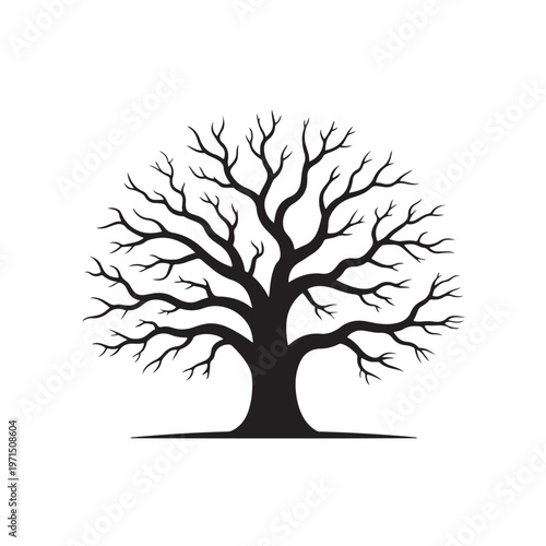 Spreading oak tree silhouette without leaves showing intricate branch network represents seasonal changes and natural growth for landscaping.