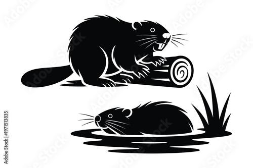 Two beavers silhouetted, one gnawing on a log, one swimming