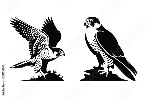 Two peregrine falcons, one landing and one perched, black and white illustration
