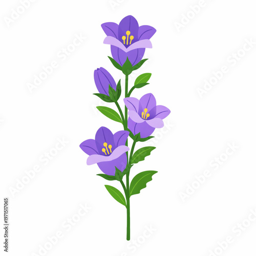 Purple Campanula Bellflower Branch Botanical Illustration