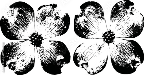 black and white dogwood flowers illustration with detailed petals and centers