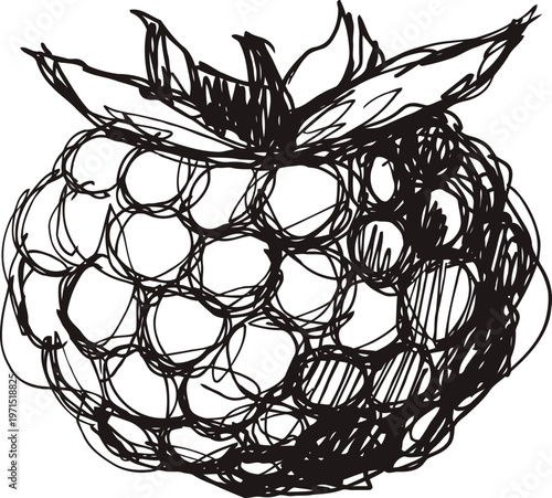 Hand drawn raspberry sketch with leaves, fresh fruit illustration in black ink