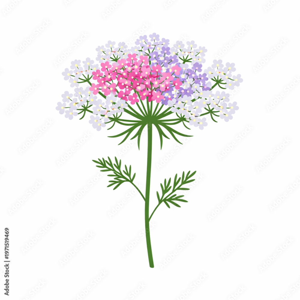 Fototapeta premium Delicate Queen Anne Lace Wildflower Botanical Art