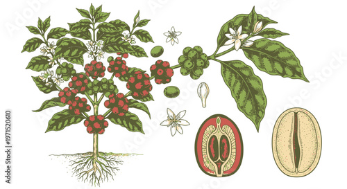 Detailed illustration of coffee plant parts.