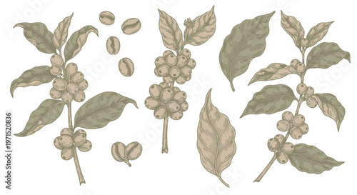 Coffee beans on tree branches.