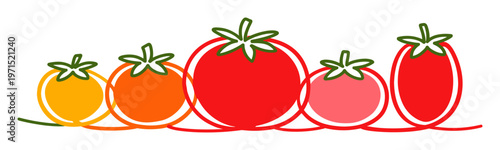 Tomatoes depicted with a continuous line art style, showcasing various colors and shapes. Representing healthy food and vegetarian diet