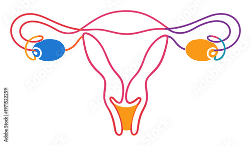 Female reproductive system forming a stylized outline, depicting the uterus, ovaries, and fallopian tubes with colorful continuous lines