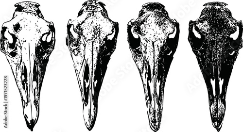 set of four bird skull illustrations in different black and white styles isolated on white background