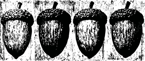 four vintage engraved acorns in a row detailed botanical illustration of oak nuts with caps natural autumn harvest symbol concept
