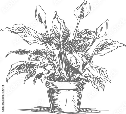 Peace lily plant in pot indoor houseplant with large leaves and blooming flowers