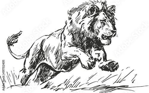 hand drawn illustration of a roaring lion jumping over grass in dynamic motion