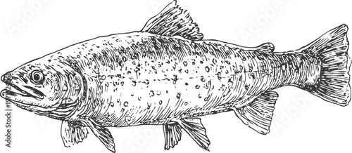 Detailed hand drawn illustration of a trout fish with textured scales and fins