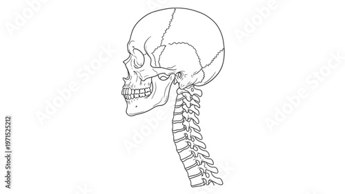 Line drawing of a human skull and spine in profile against a white background.