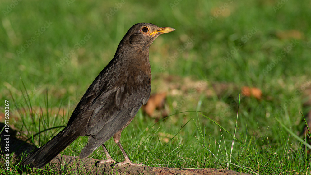 Obraz premium Turdus mandarinus on grass
