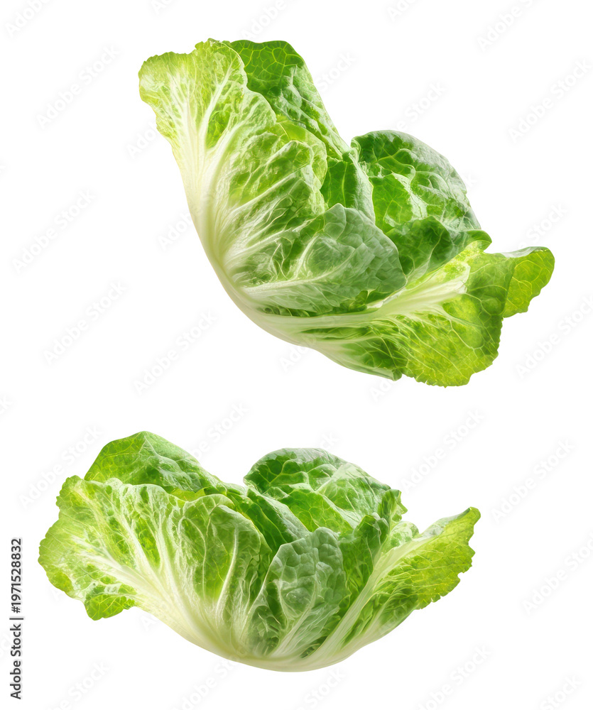 Fototapeta premium PNG Leaving 3 green lettuce leaves vegetable produce food.