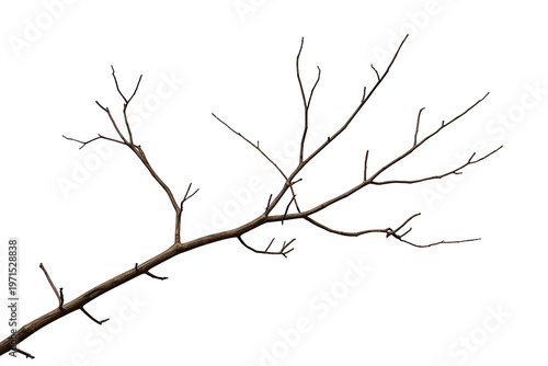 Bare tree branch with many twigs showing autumn or winter dormancy, isolated on transparent background
