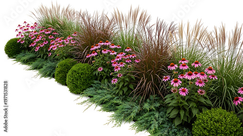 Ornamental garden border with purple coneflowers and ornamental grasses